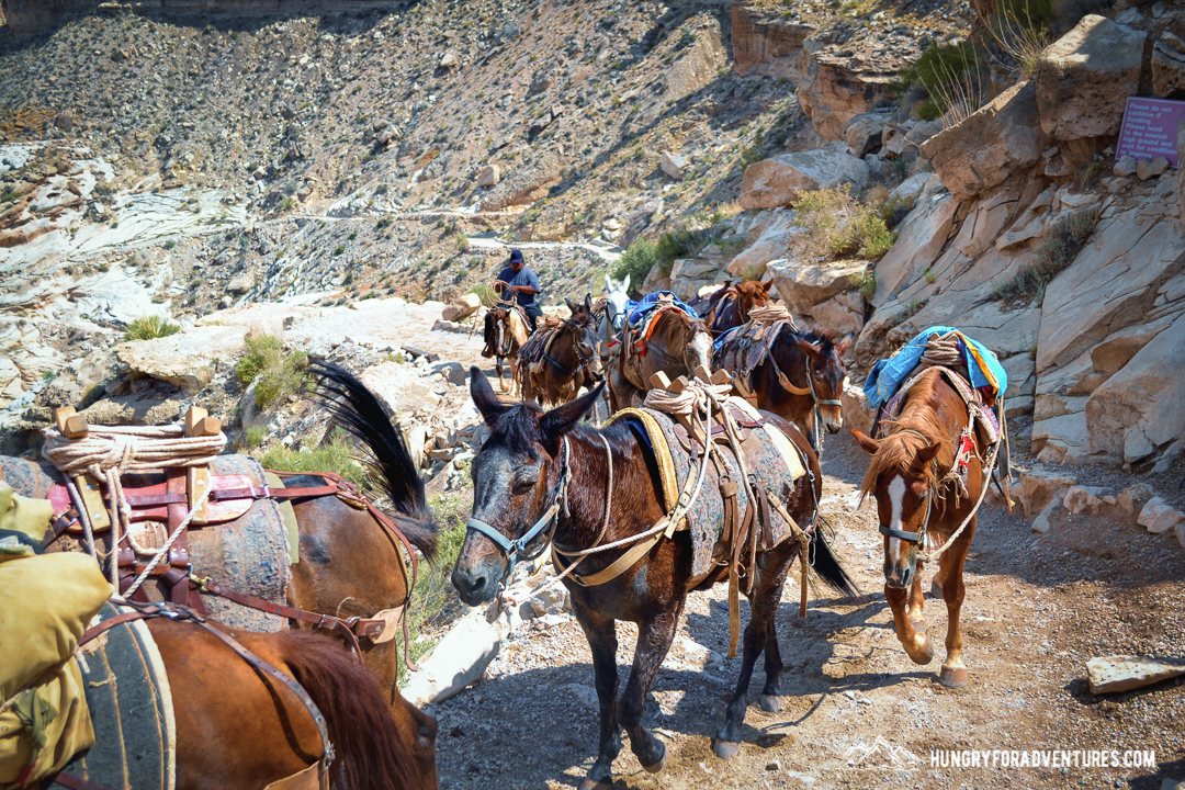 Pack Mules at Havasupai