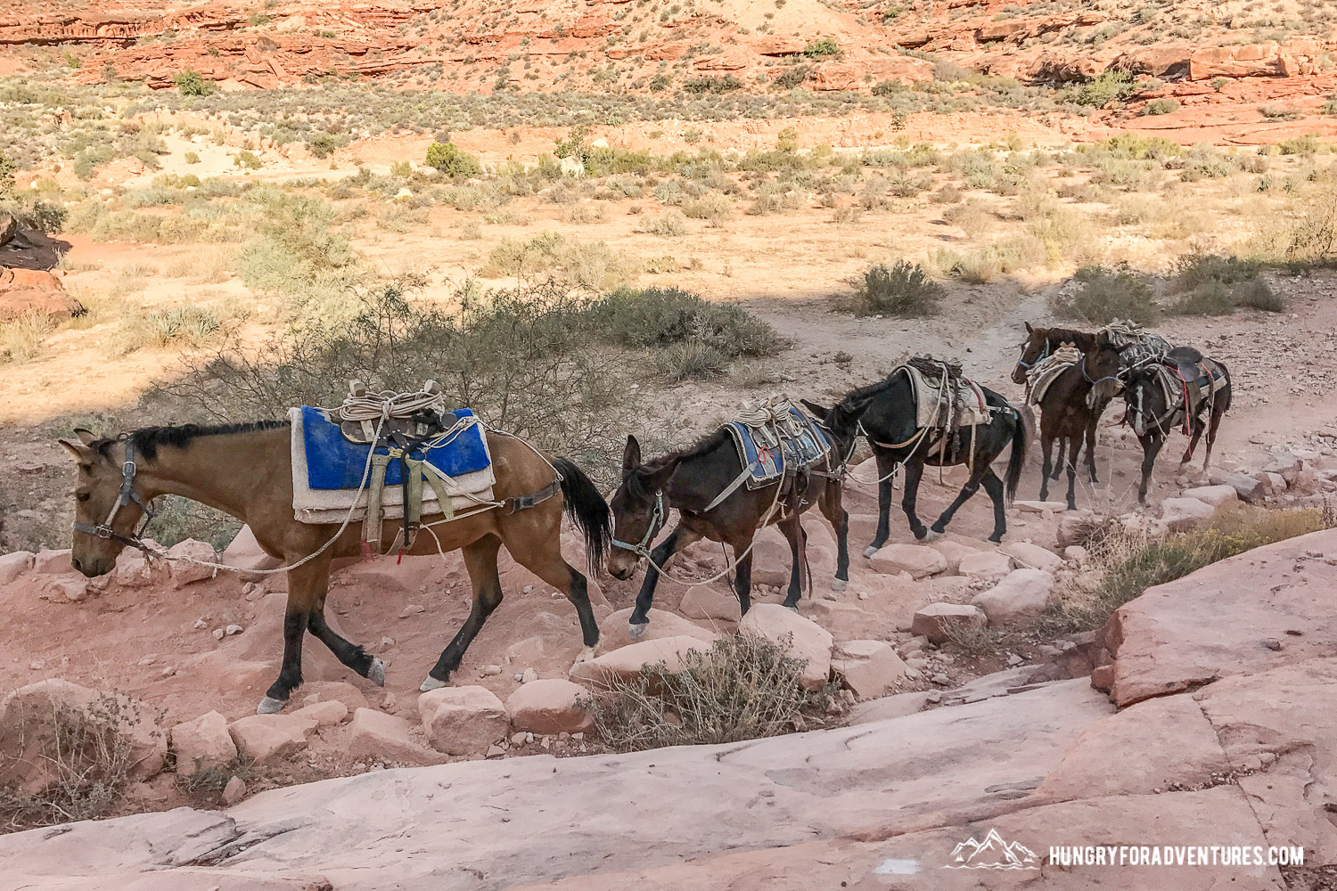 Pack animals, mules and horses, in Havasupai